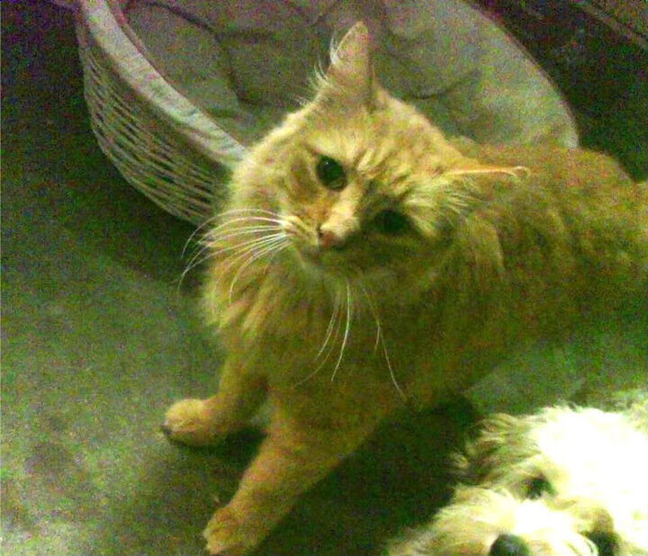 米兰体育登录-意甲球队基于心率变异性优化训练计划，心率变异性在训练中的应用